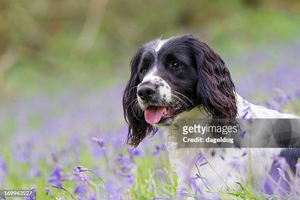 mabel - cocker spaniel stock pictures, royalty-free photos & images