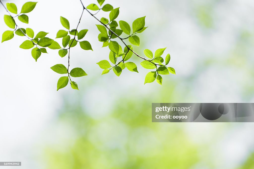 Spring Leaves