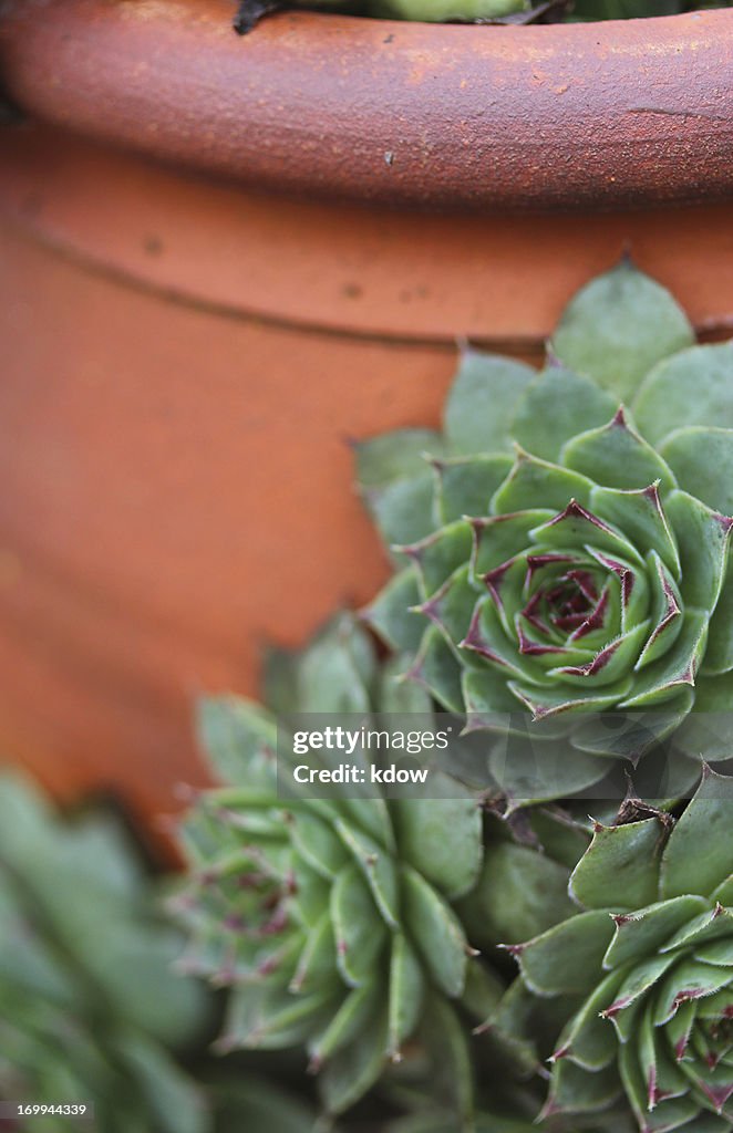 Vertical image of Hens and Chicks
