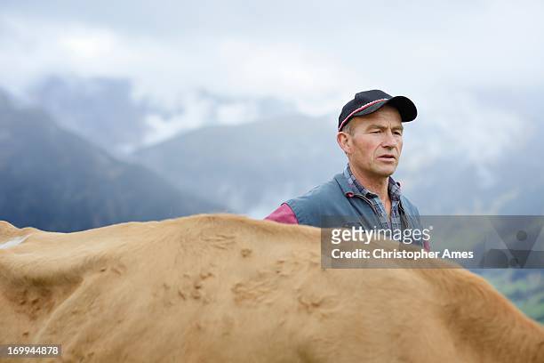 organic farmer with cow - swiss cow stock pictures, royalty-free photos & images