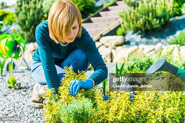 jardinagem mulher atraente, trabalhando no jardim e plantio mudas - planta perene - fotografias e filmes do acervo