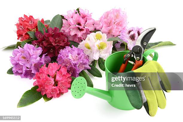rhododendron blume mit garten handschuhe und shear - gartenhandschuh freisteller stock-fotos und bilder