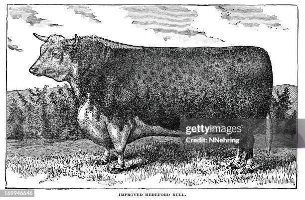 hereford bull - hereford cow stock illustrations