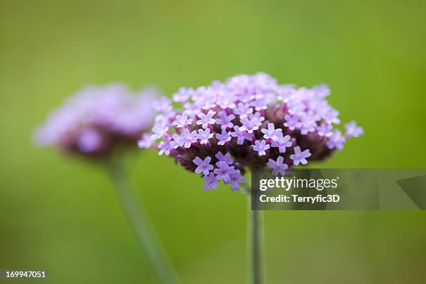 purpletop vervain, verbena bonariensis - vervain stock pictures, royalty-free photos & images