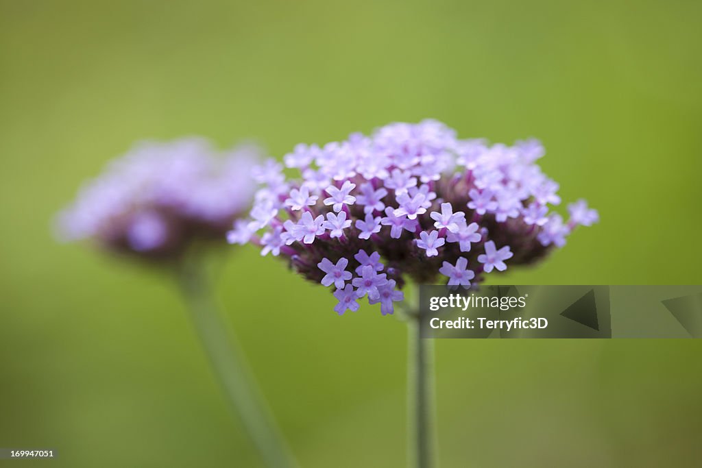 Verbena bonariensis Purpletop Verbena,
