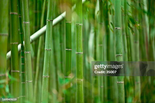 bamboo grove - bamboo forest stock pictures, royalty-free photos & images