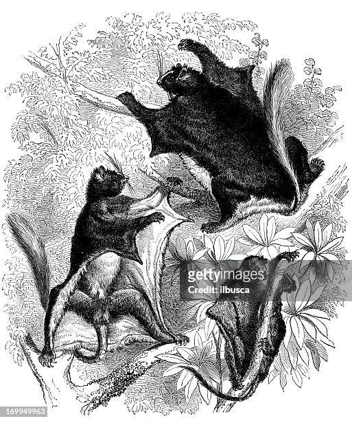 antique illustration of flying squirrel - flying squirrel stock illustrations