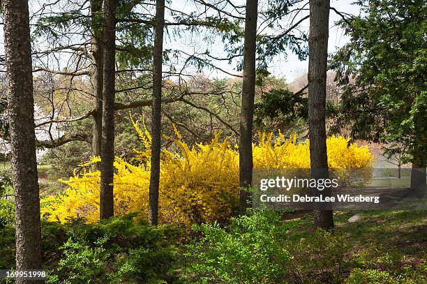 pinien und blühenden forsythien - forsythia stock-fotos und bilder