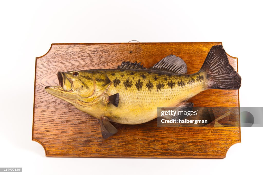 Taxidermied Fish Plaque Isolated on White