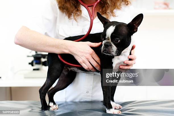 犬の獣医によるご - boxer dog ストックフォトと画像