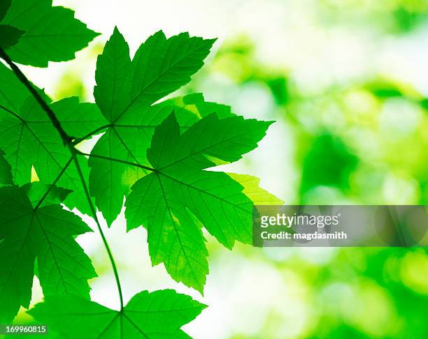 green hojas - magdasmith fotografías e imágenes de stock