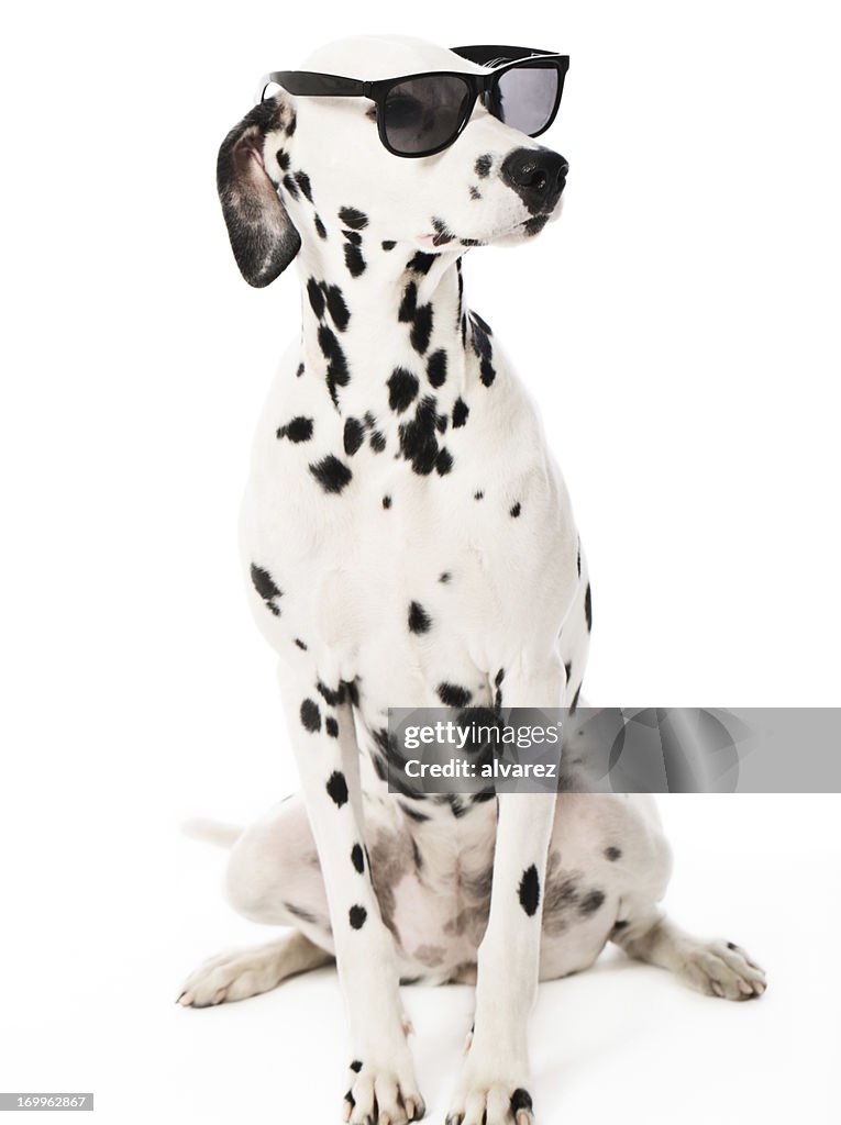 Cool Dalmatian with Sunglasses