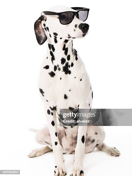 cool dalmatian with sunglasses - dalmatian dog 個照片及圖片檔