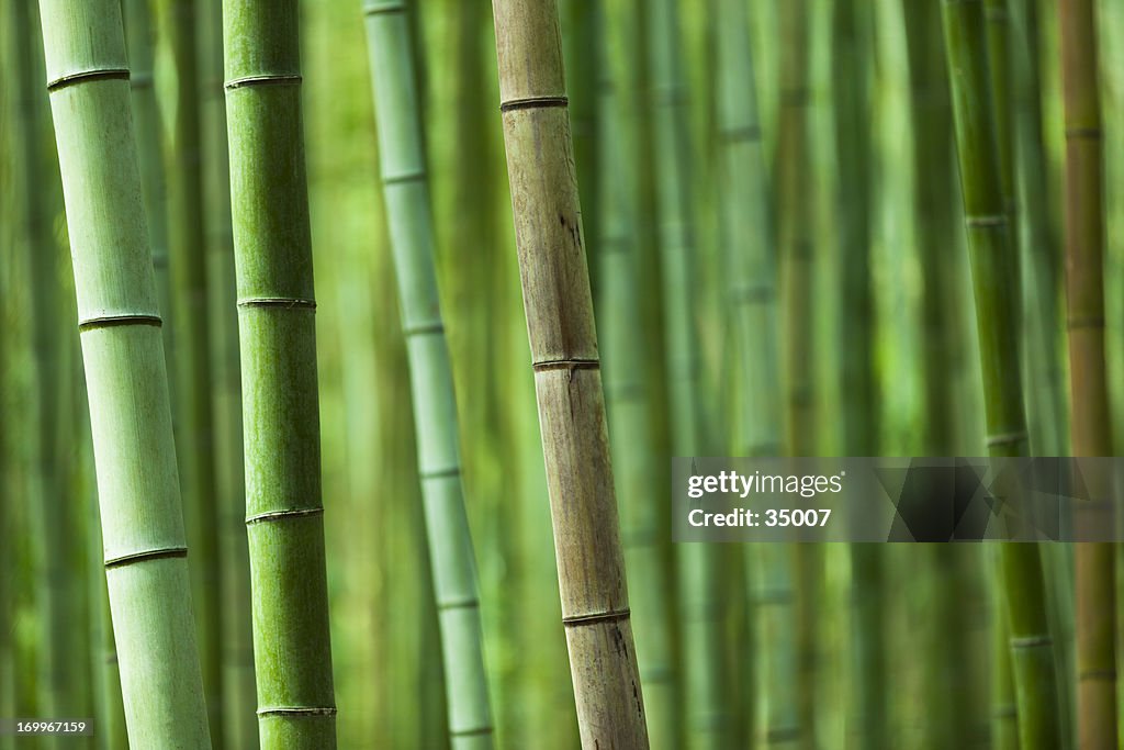 Bamboo grove