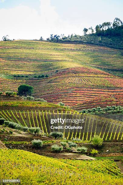 terraced field vineyard  in its autumn colors - portugal vineyard stock pictures, royalty-free photos & images