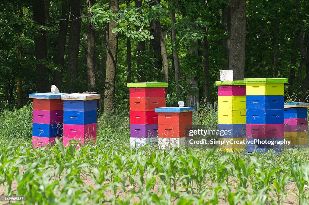Colorful Bee Hives