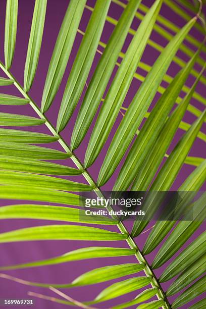 palm leaves on purple background - palm sunday stock pictures, royalty-free photos & images