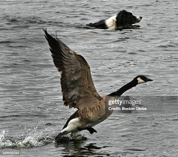 Problems Goose Goose Control Photos and Premium High Res Pictures - Getty Images