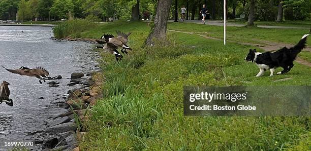 Problems Goose Goose Control Photos and Premium High Res Pictures - Getty Images