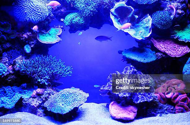 aquarium fish. - coral cnidarian stock pictures, royalty-free photos & images