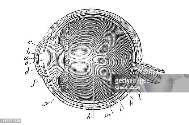 ilustraciones, imágenes clip art, dibujos animados e iconos de stock de libro antiguo ilustración: el ojo - medical diagram