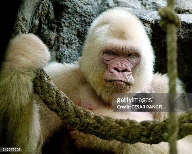 Picture taken on September 14, 2003 shows 40-year-old "Copito de Nieve", "Floquet de Neu" in Catalan , the only-known albino gorilla in the world at...