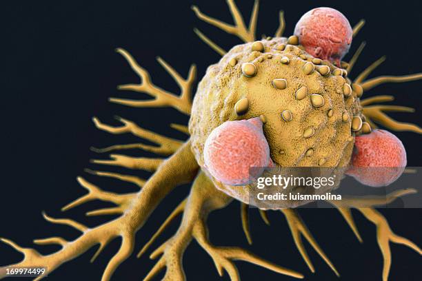 t lymphocytes und krebszelle - rasterelektronenmikroskop stock-fotos und bilder