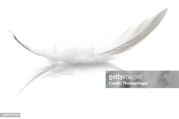 bird federn - feathers stock-fotos und bilder