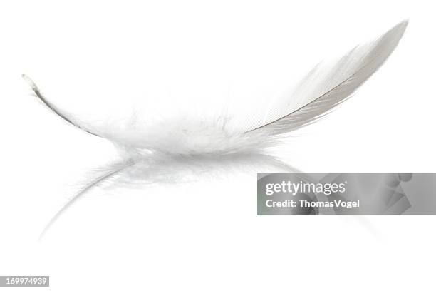 oiseau en plumes - plume photos et images de collection