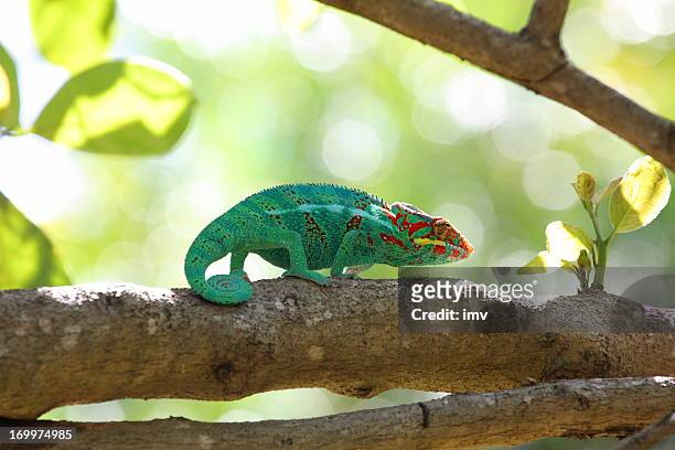chameleon on tree... furcifer pardalis - la reunion stock pictures, royalty-free photos & images