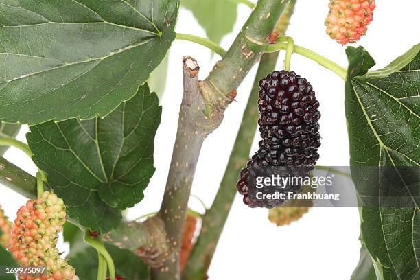 mulberry fruit on tree - mulberry fruit stock pictures, royalty-free photos & images