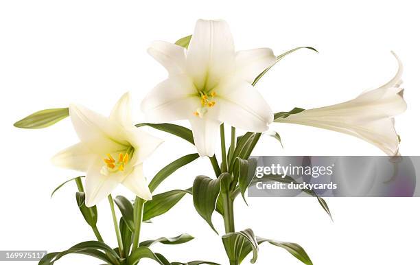 easter lilies on white background - easter lily stock pictures, royalty-free photos & images