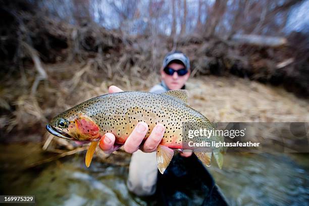 cutthroat trout flyfishing - trout fishing stock pictures, royalty-free photos & images