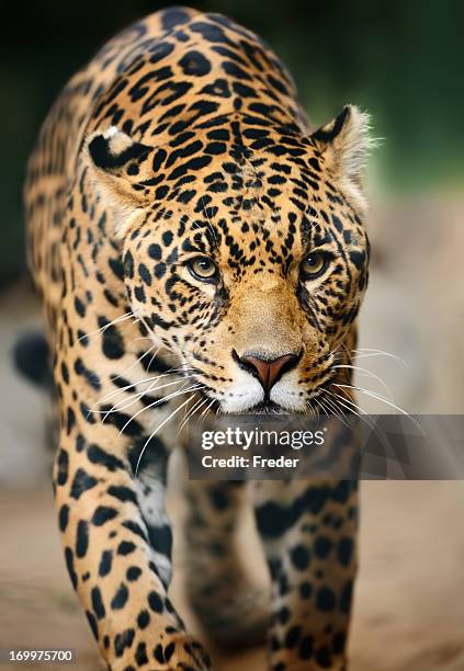 approaching jaguar - jaguar stock pictures, royalty-free photos & images