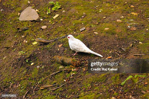 diamond dove. geopelia cuneata. australia - geopelia cuneata stock pictures, royalty-free photos & images