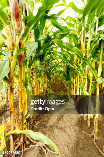 Corn before harvesting Corn before harvesting