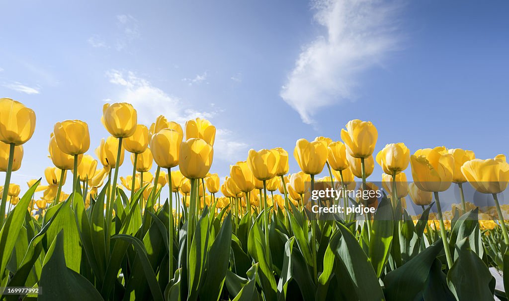 Yellow tulips