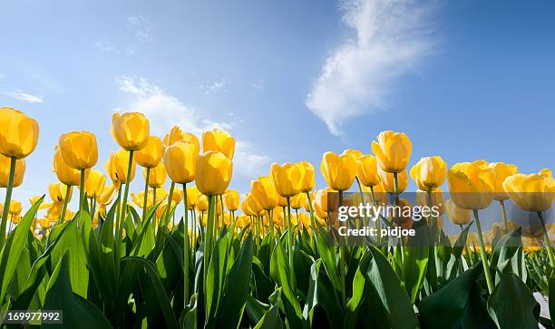 yellow tulips - yellow stockfoto's en -beelden