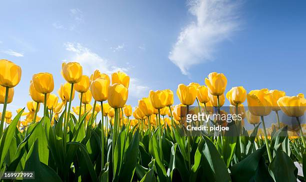 17,657 Yellow Tulip Photos and Premium High Res Pictures - Getty Images