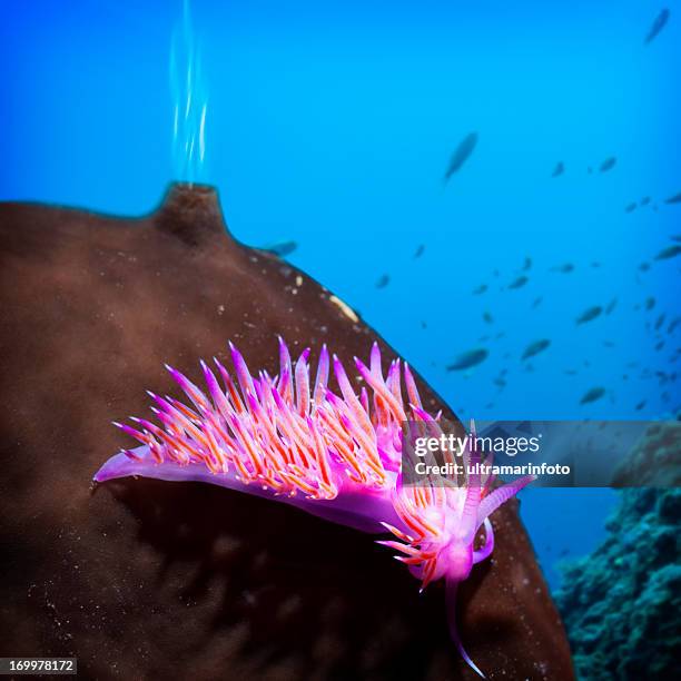sea life - nudibranch stock pictures, royalty-free photos & images