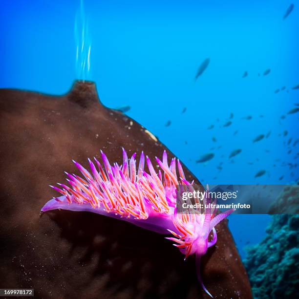 sea life - nakensnäcka bildbanksfoton och bilder