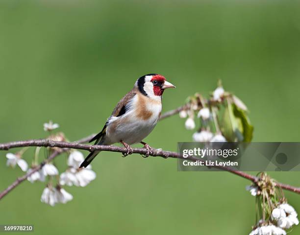 european goldfinch (carduelis_carduelis) with plum blossom - carduelis carduelis stock pictures, royalty-free photos & images
