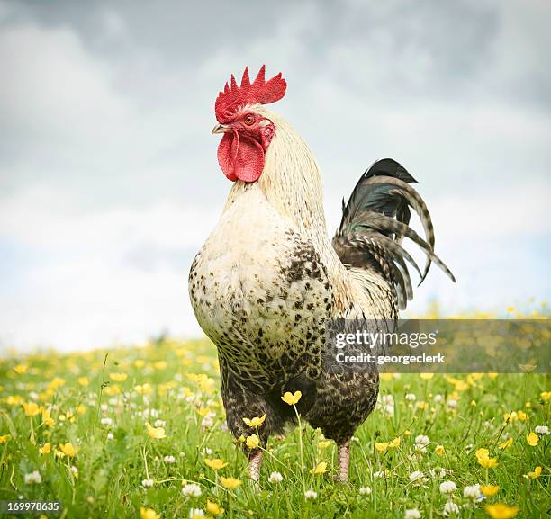 auffällige hähnchen - cock stock-fotos und bilder