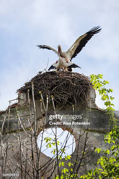 white storks have sex in the nest - nesting ground stock pictures, royalty-free photos & images