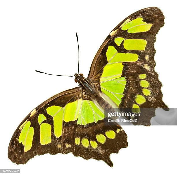 yellow green butterfly on white, malachite - malachietvlinder stockfoto's en -beelden