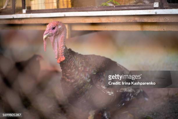 turkey portrait behind an iron mesh - poultry netting stock pictures, royalty-free photos & images