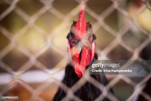 rooster portrait behind an iron mesh - poultry netting stock pictures, royalty-free photos & images