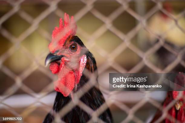 rooster portrait behind an iron mesh - poultry netting stock pictures, royalty-free photos & images