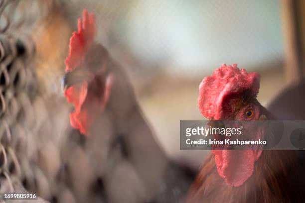 rooster portrait behind an iron mesh on a farm - poultry netting stock pictures, royalty-free photos & images