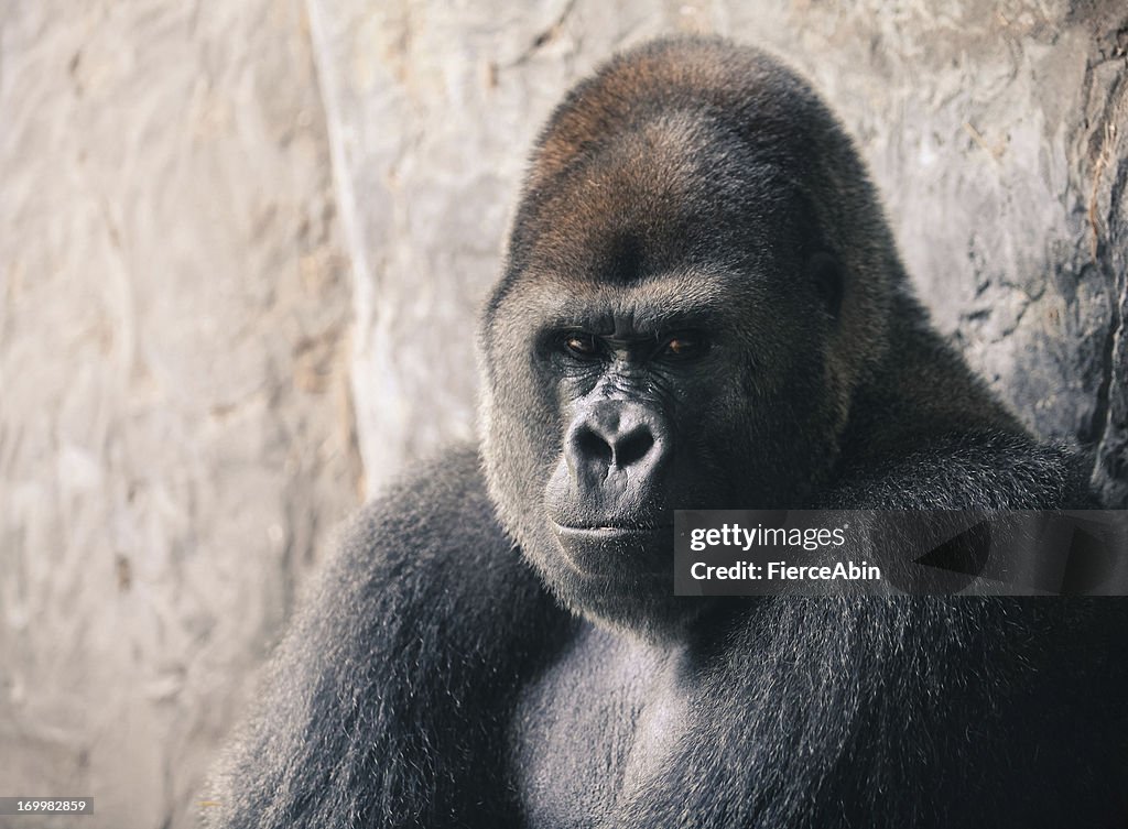 Gorilla